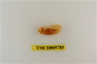 藏品(乳白南方招潮蟹)的圖片